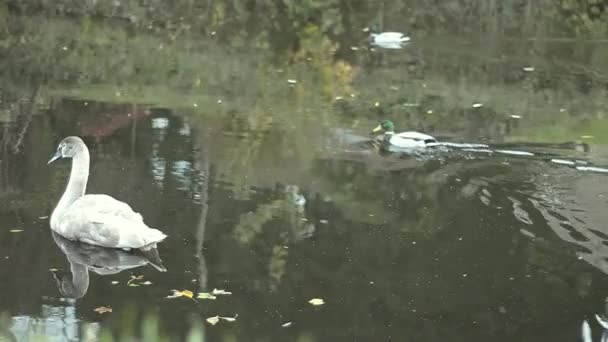 Young Swan Floating River Reflections Ducks — Stockvideo