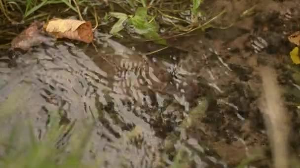 Closeup Clear Freshwater Stream — Video Stock