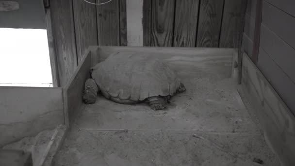 Tortoise Hitting Wall Black White — Vídeo de Stock