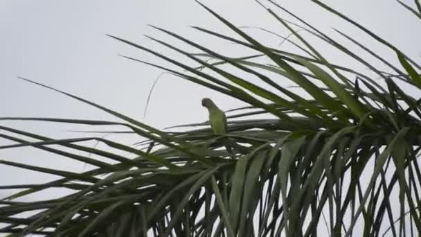 Indian Rose Ringed Parakeet — Stockvideo