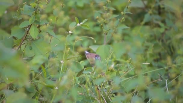 Indian Silverbill Sitting Plants — Stockvideo