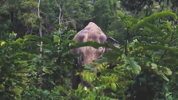 Big Elephant Eating Jungles Palms — Stockvideo