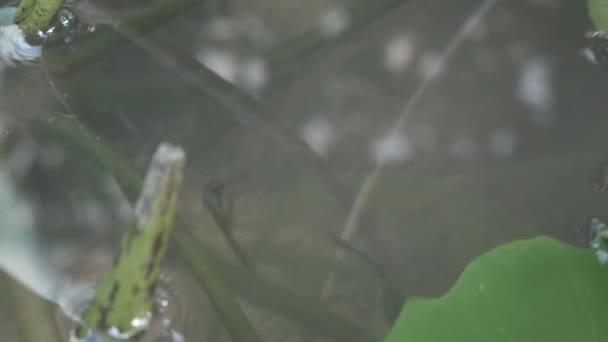 Guppy Fish Lotus Leaf Macro Shot — Stock Video