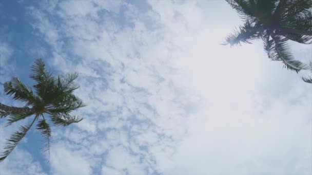 Palm Trees Blue Sky Clouds Sun — Vídeo de Stock