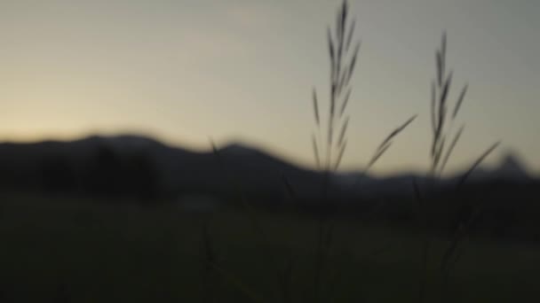 Mountain Sunrise Tall Grass Slow Motion — Stok Video