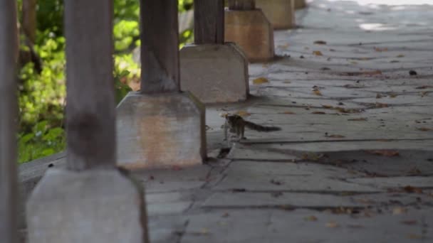 Common Indian Squirrel Walking — 图库视频影像