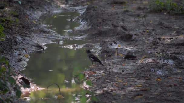 Common Myna Drinking Water — Video Stock