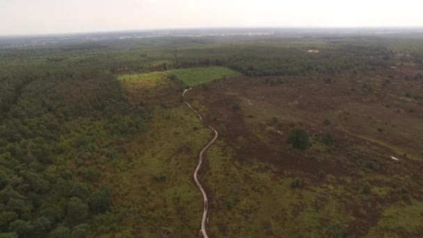 Лес Кажущийся Медленным Расслабленным Проливающий Свет Ландшафт Небольшой Активностью Пределах — стоковое видео