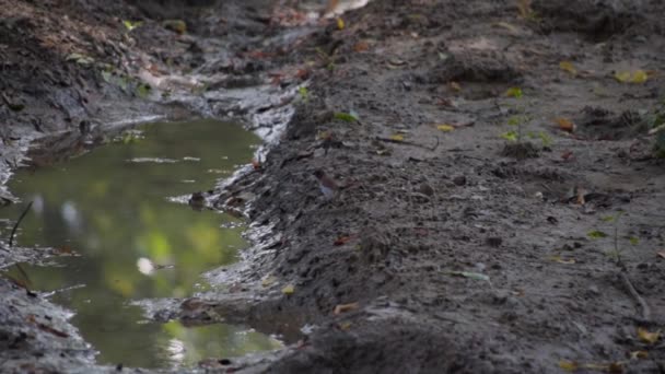 Scaly Breasted Munia Bird — Vídeo de stock