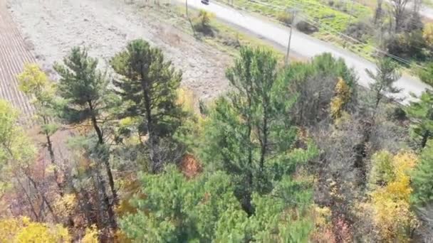 Rising Aerial Shot Trees Autumn Coloured Forest Large Highway Curvy — Vídeo de Stock