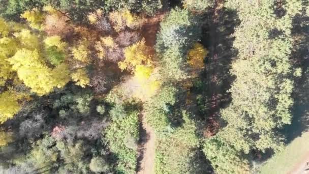 Top Aerial Shot Tree Tops Trail Autumn Colours Forest Sun — Stock videók