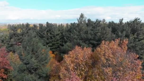 Aerial Footage Tree Tops Blowing Wind Autumn Coloured Forest Facing — Vídeo de Stock