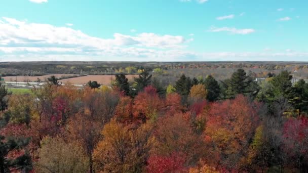 Aerial Footage Just Windy Moving Tree Tops Autumn Coloured Forest — Stock video