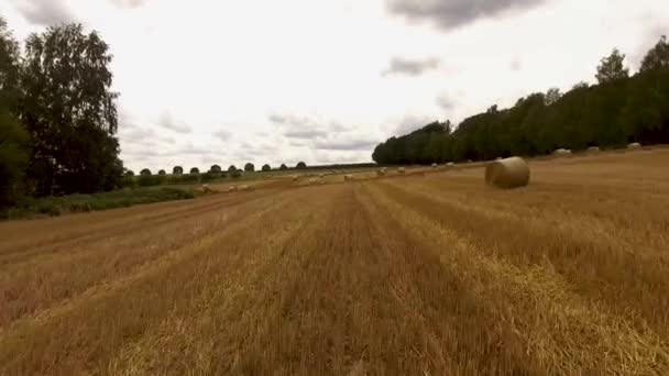 Drone Flight Fields Clear Space Sky — Video