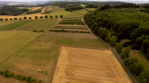 Drone Flight Agricultural Landscape — стоковое видео