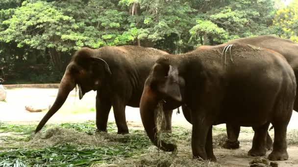 Слоны Едят Траву Зоопарке — стоковое видео