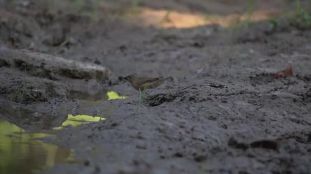 Witte Wang Barbet Beeldmateriaal — Stockvideo