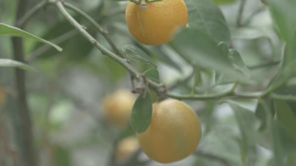Kumquats Cumquats Lucky Fruit Chinese Culture — Vídeo de stock