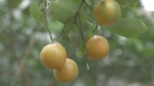 Kumquats Cumquats Fruta Afortunada Cultura China — Vídeo de stock