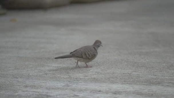 Pigeon Dove Thai Pigeon Thai Dove — Vídeos de Stock