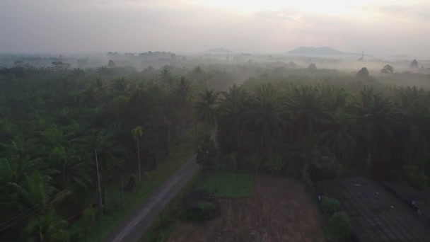 Coconut Field Aerial Shot Chumporn Province Таиланд — стоковое видео