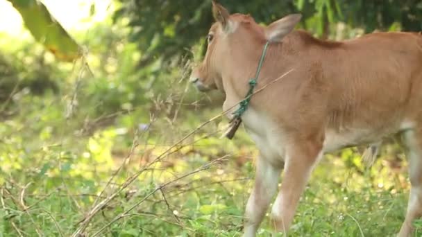 Kalf Zonsopgang Een Klein Kalf Een Kleine Koe Thaise Kalf — Stockvideo