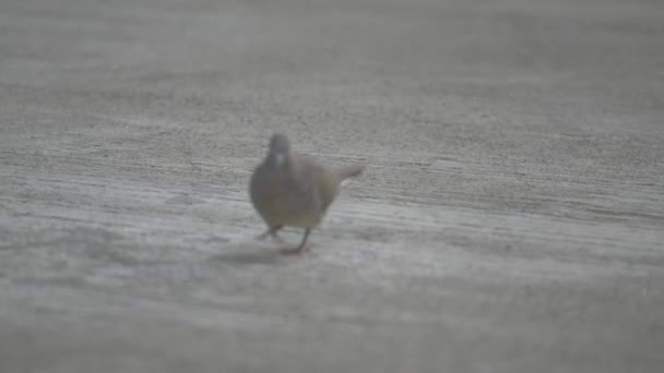 Pigeon Dove Thai Pigeon Thai Dove — Vídeos de Stock