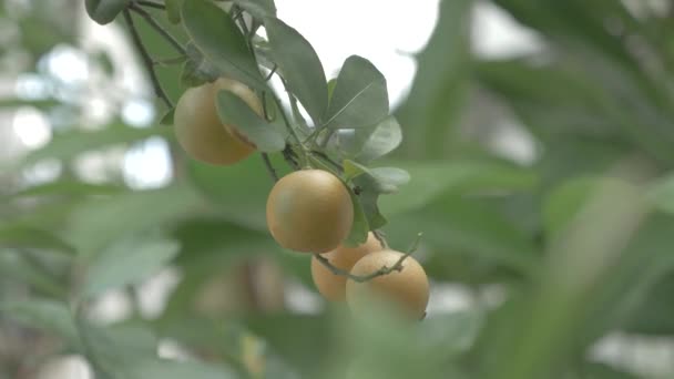 Kumquats Cumquats Lucky Fruit Chinese Culture — Vídeo de stock