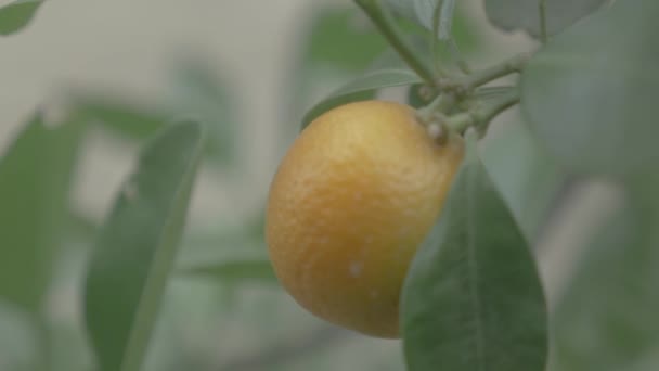 Kumquats Cumquats Lucky Fruit Chinese Culture — Vídeo de stock