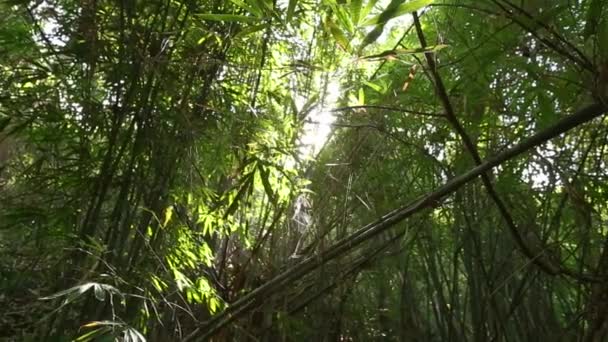 Bambusové Stromy Východ Slunce — Stock video