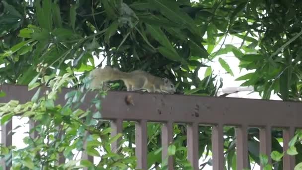 Squirrel Thai Squirrel Closeup — Wideo stockowe