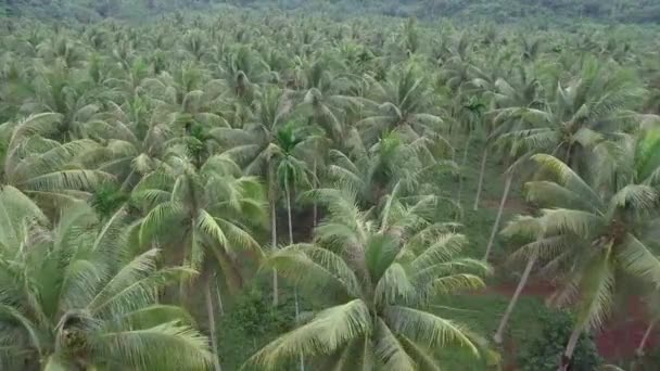 Coconut Field Aerial Shot Chumporn Province Thailand — Vídeo de Stock