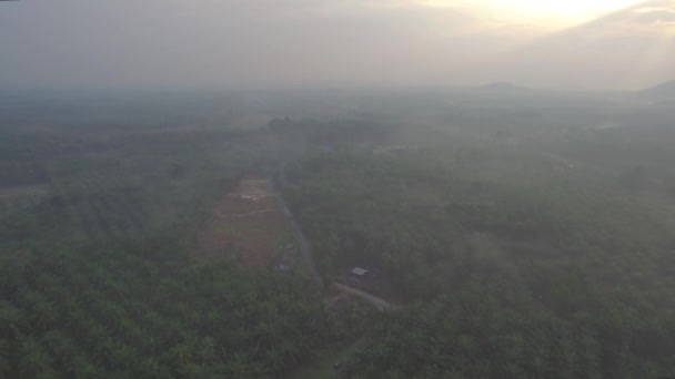 Coconut Field Aerial Shot Chumporn Province Таиланд — стоковое видео