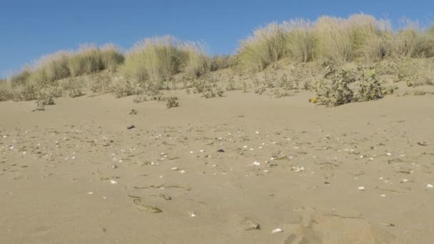 Taking Sand Beach Let Slip Fingers Back Beach — Vídeo de stock