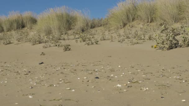 Medium Shot Sand Falls Both Hands Woman Beach — Video Stock