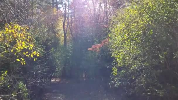 Slow Footage Forest Looking Trees Huge Mid Day Sun Sun — Video Stock