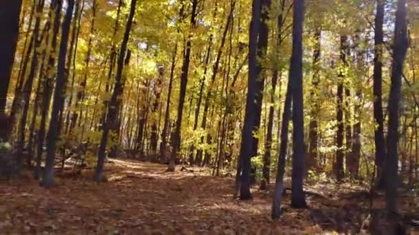 Walking Out Yellow Forest Autumn Coloured Days Canada Ottawa Warm — Stock video