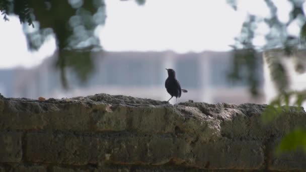 Indian Black Robin Sitting Wall — ストック動画