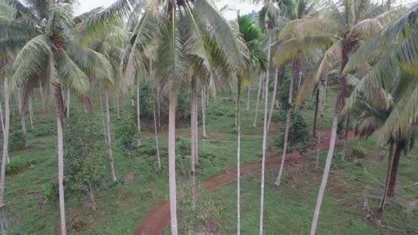 Coconut Field Aerial Shot Chumporn Province Thailand — Video Stock