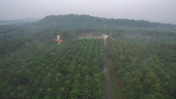 Coconut Field Aerial Shot Chumporn Province Thailand — Vídeos de Stock