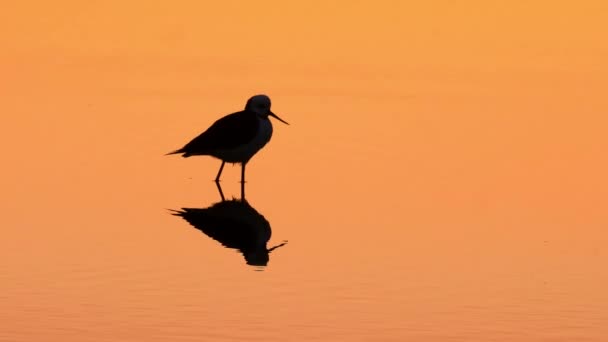Sylwetka Ptak Stojący Pomarańczowej Wodzie Zachód Słońca Odbiciem Odlatuje — Wideo stockowe
