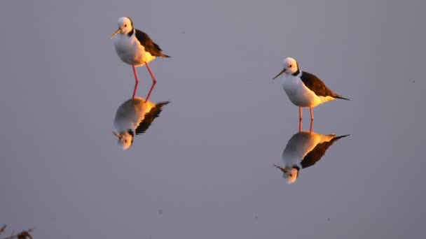 Two Pied Stilt Birds Reflective Water Miranda Shorebird Centre New — Stockvideo