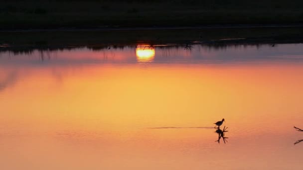 Pied Stilt Ходити Мілководді Полювання Харчування Заході Сонця Стеження — стокове відео