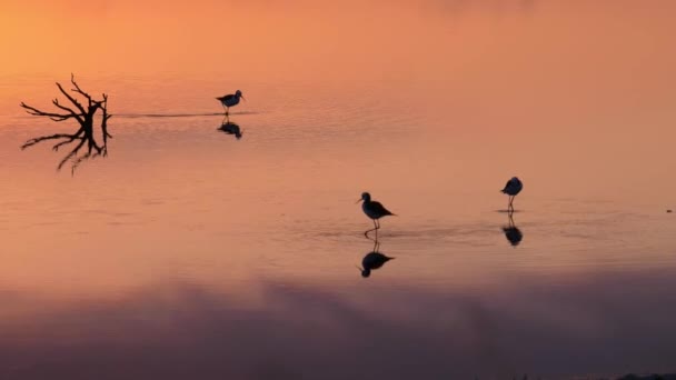 Pied Stilt Birds Hunting Water Reflecting Colorful Purple Pink Sunset — Stockvideo