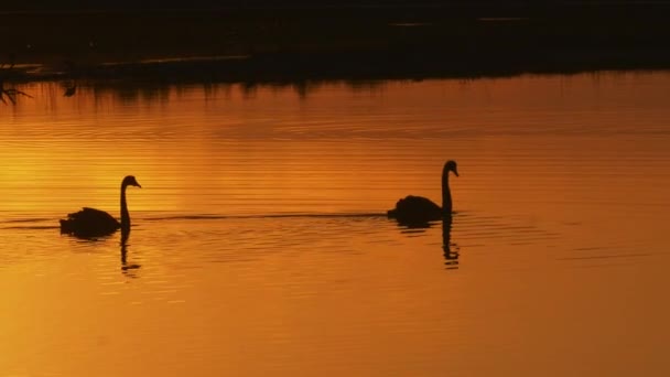 Gracieuze Silhouet Zwanen Zwemmen Meer Oranje Zonsondergang Bij Vogelreservaat — Stockvideo