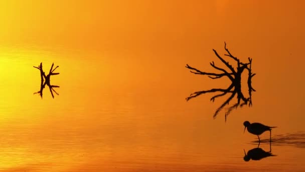 Silhouette Stelzenvogel Stolziert Über Wasser Reflektiert Lebhaften Orangen Sonnenuntergang — Stockvideo