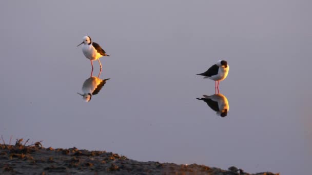 Pied Stelt Vogels Vijver Tijdens Het Trekseizoen Nieuw Zeeland Gouden — Stockvideo