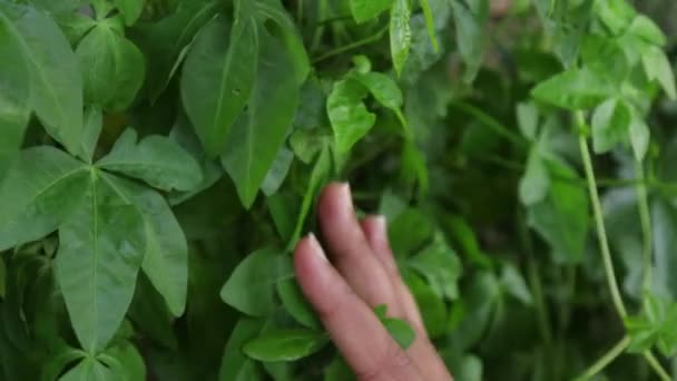 Woman Hand Touching Green Leaves — Stock Video