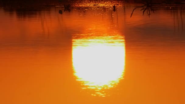 Stunning Reflection Orange Sunset Pond Lake Miranda Bird Sanctuary — Stockvideo