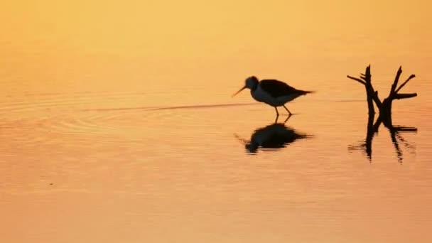 Pied Stelt Vogel Jagen Voeden Rustig Water Tijdens Dramatische Oranje — Stockvideo